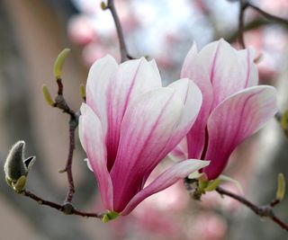 pink flowers of Magnolia Liliiflora