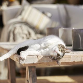 pet cat sleeping on wooden table