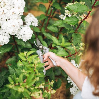 Woman with brown hair pruning white hydrangea bush