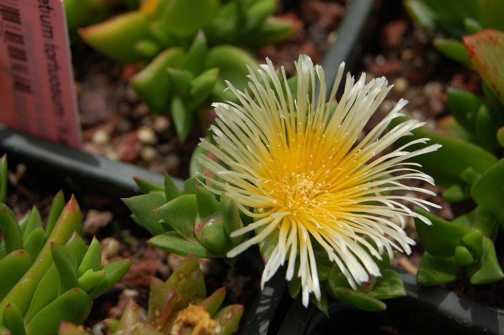 Sceletium Tortuosum Plant