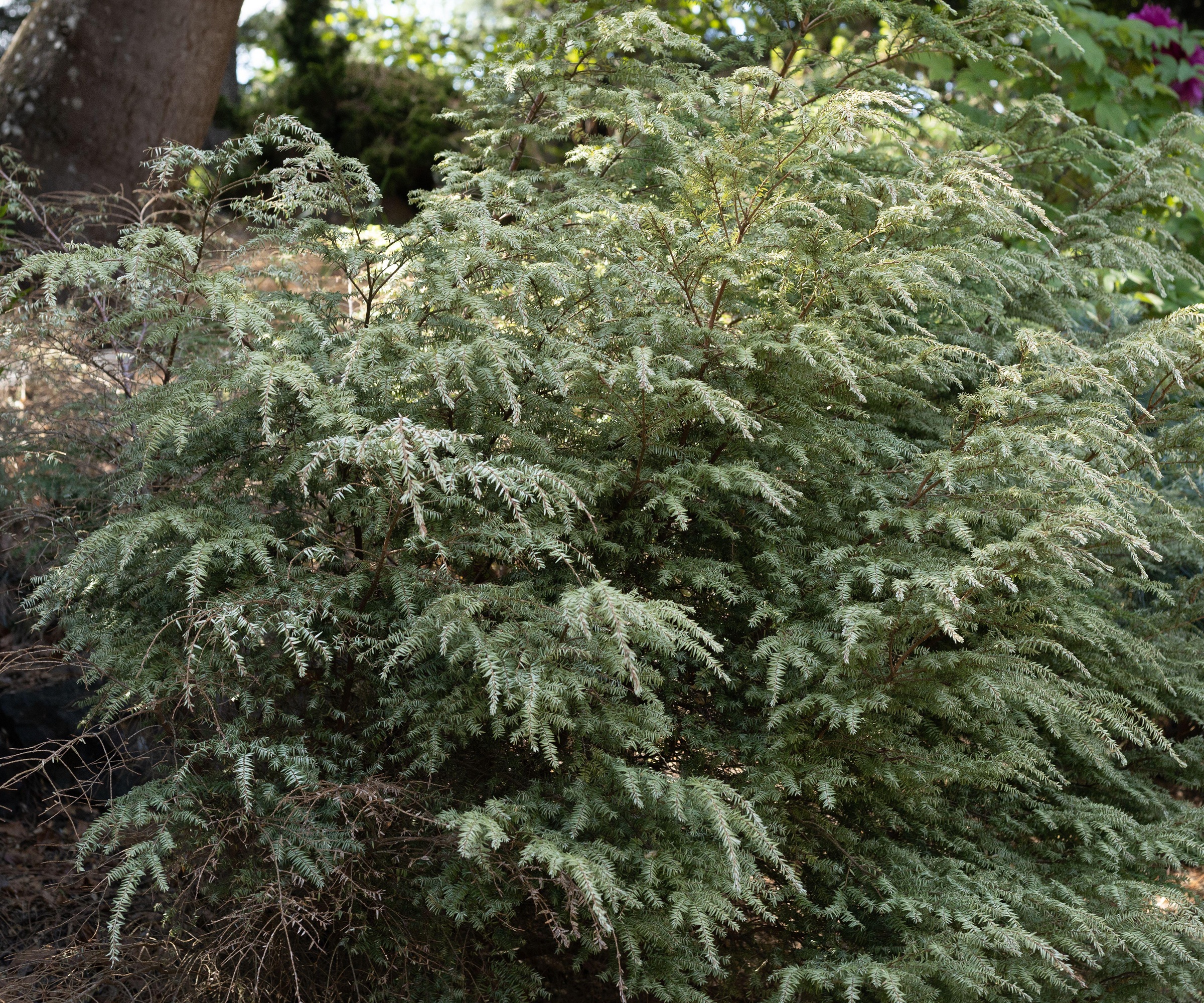 Hemlock Moon Frost
