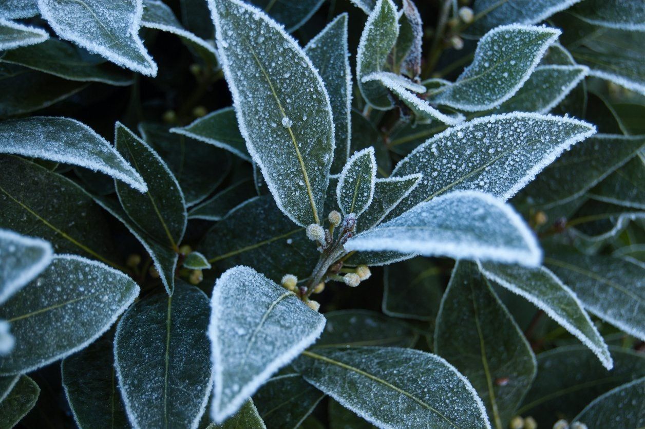 bay tree winter