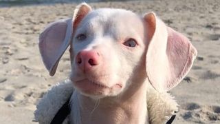 Piglet the dog standing on the beach