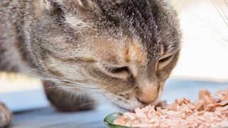 close up of a cat eating wet food