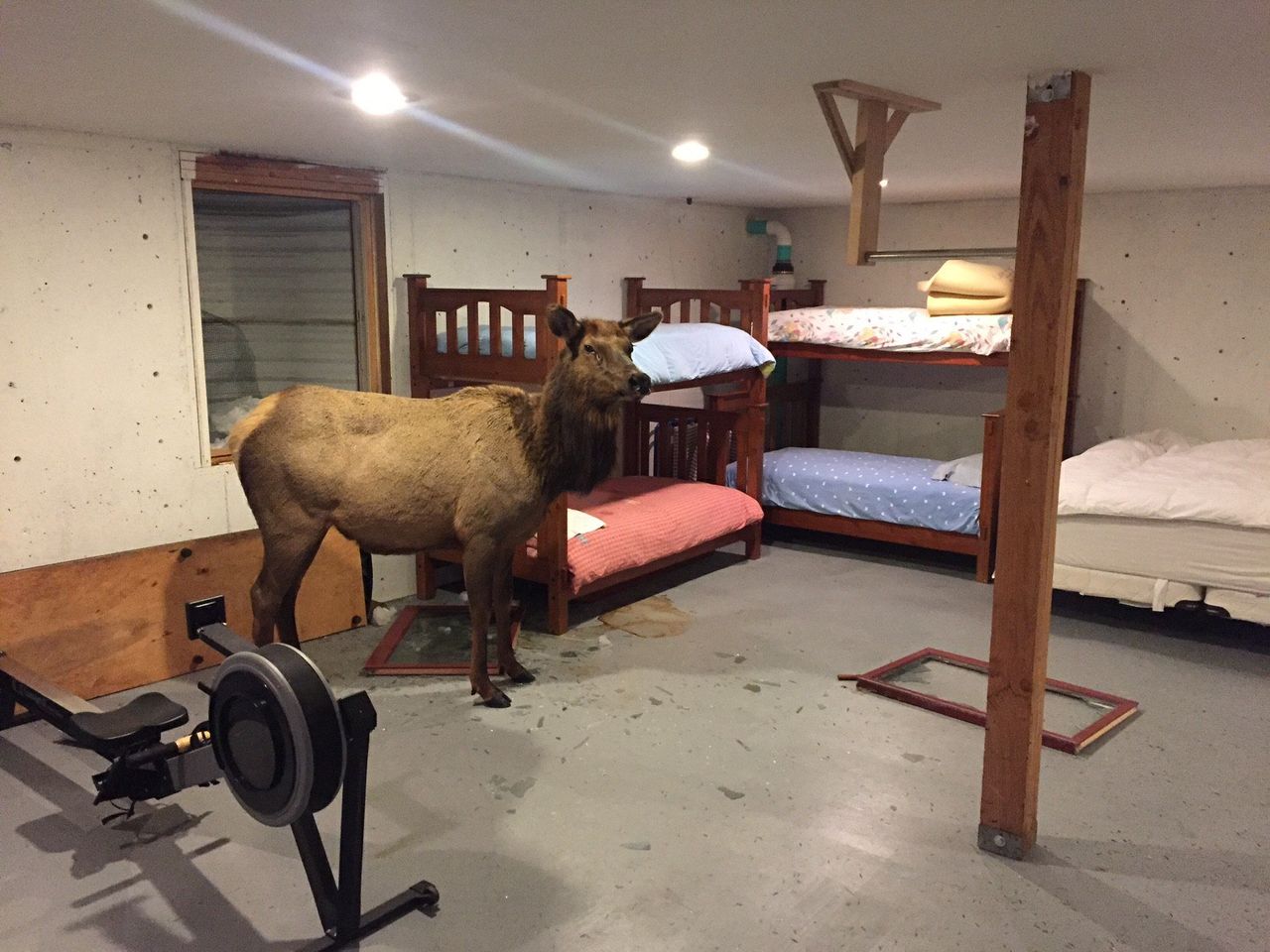 An elk in an Idaho basement