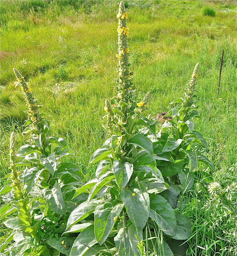 Common Mullein Stunning Photos of the 'Flannel Leaf' Plant Live Science