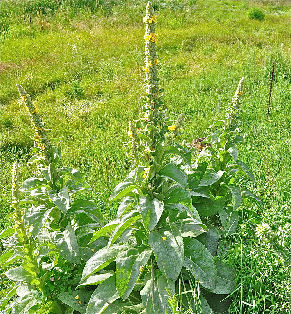 common-mullein-stunning-photos-of-the-flannel-leaf-plant-live-science