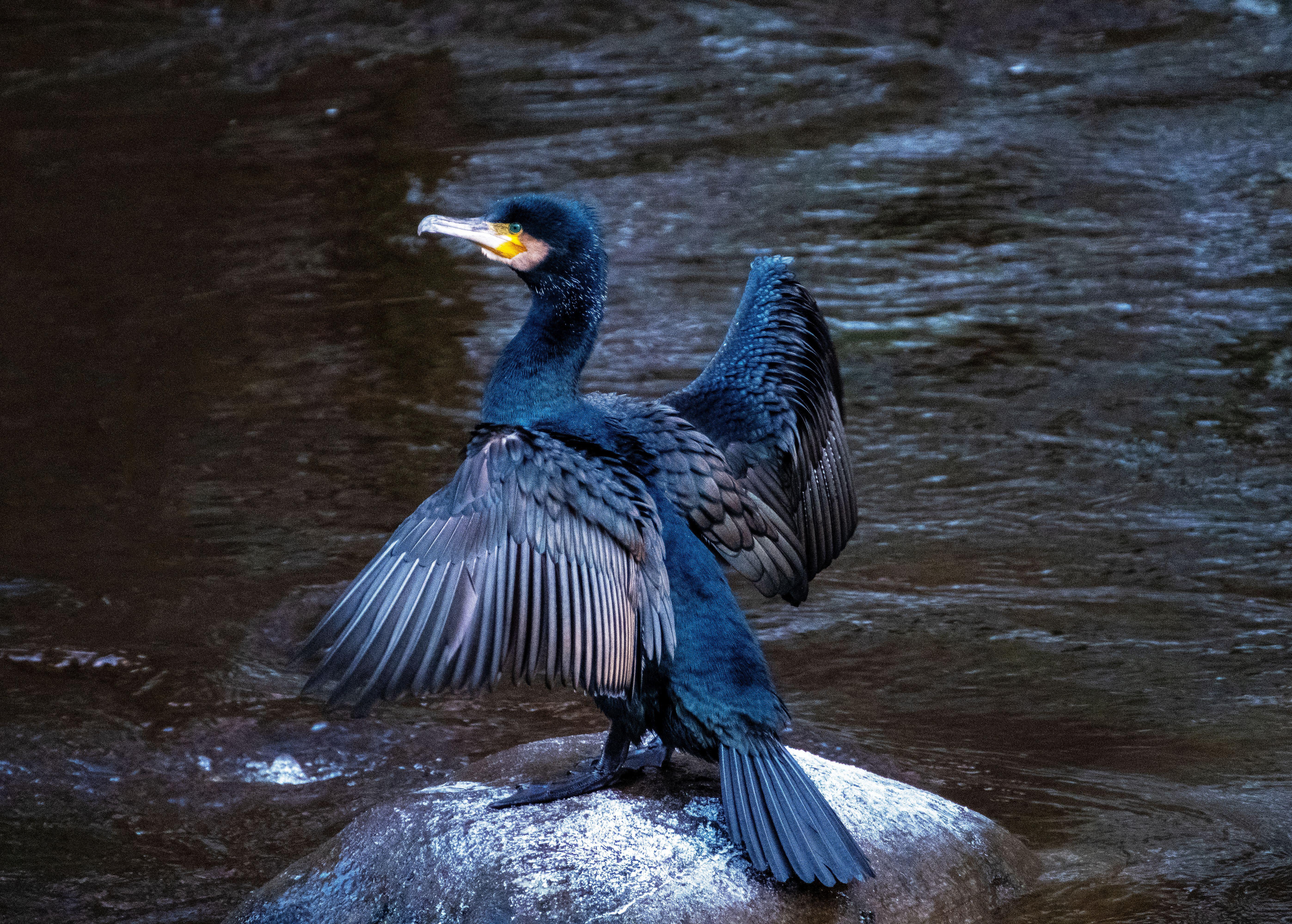 Cormorant