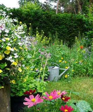 An overgrown garden with flowers, weeds, and watering can