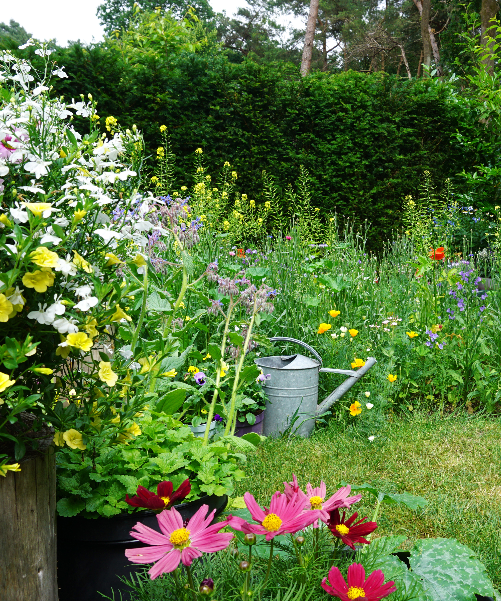 An overgrown garden with flowers, weeds, and a silver watering can