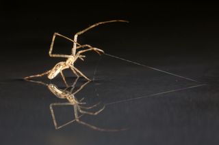 Tetragnathid spider anchoring