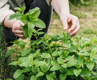 Woman harvesting lemon balm leaves in her garden