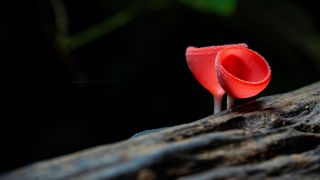 red fungus growing on log