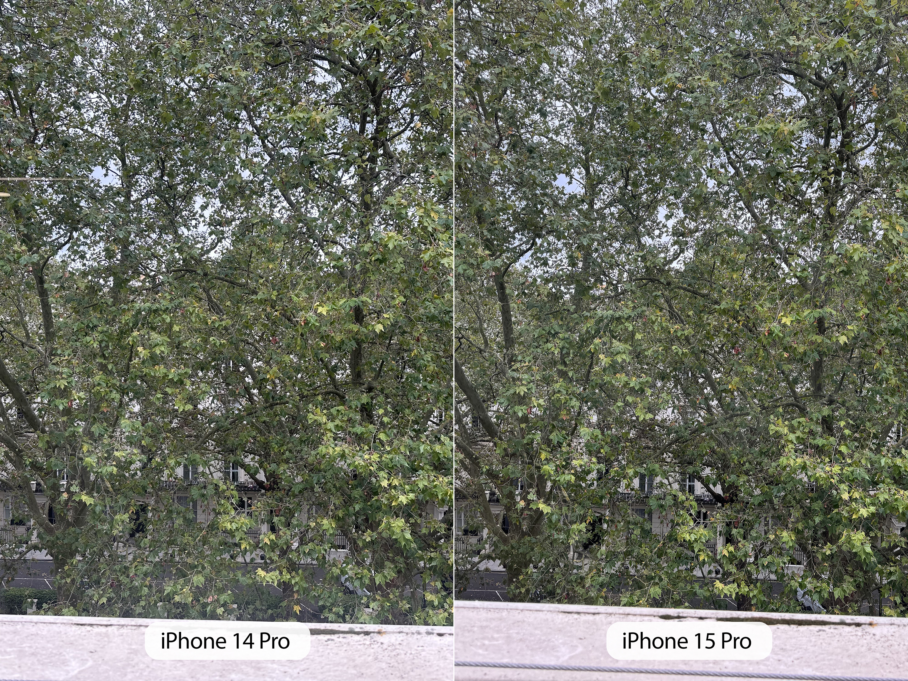iPhone 15 Pro camera sample tree vs 14 Pro sub10