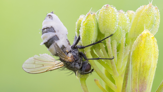 Upside down tiger fly clings onto unopen flower buds as fungus grows on its abdomen