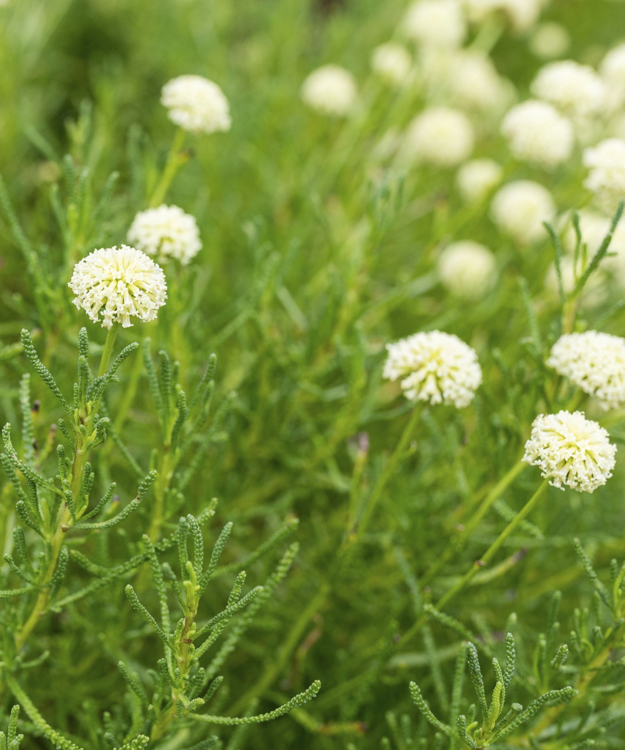Santolina virens &#039;Lemon Fizz&#039;