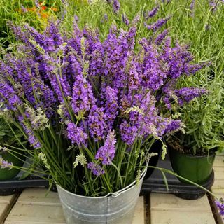 Lavendar plant