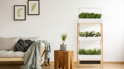 smart garden in apartment