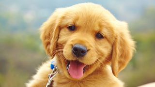Golden Retriever puppy on National Puppy Day