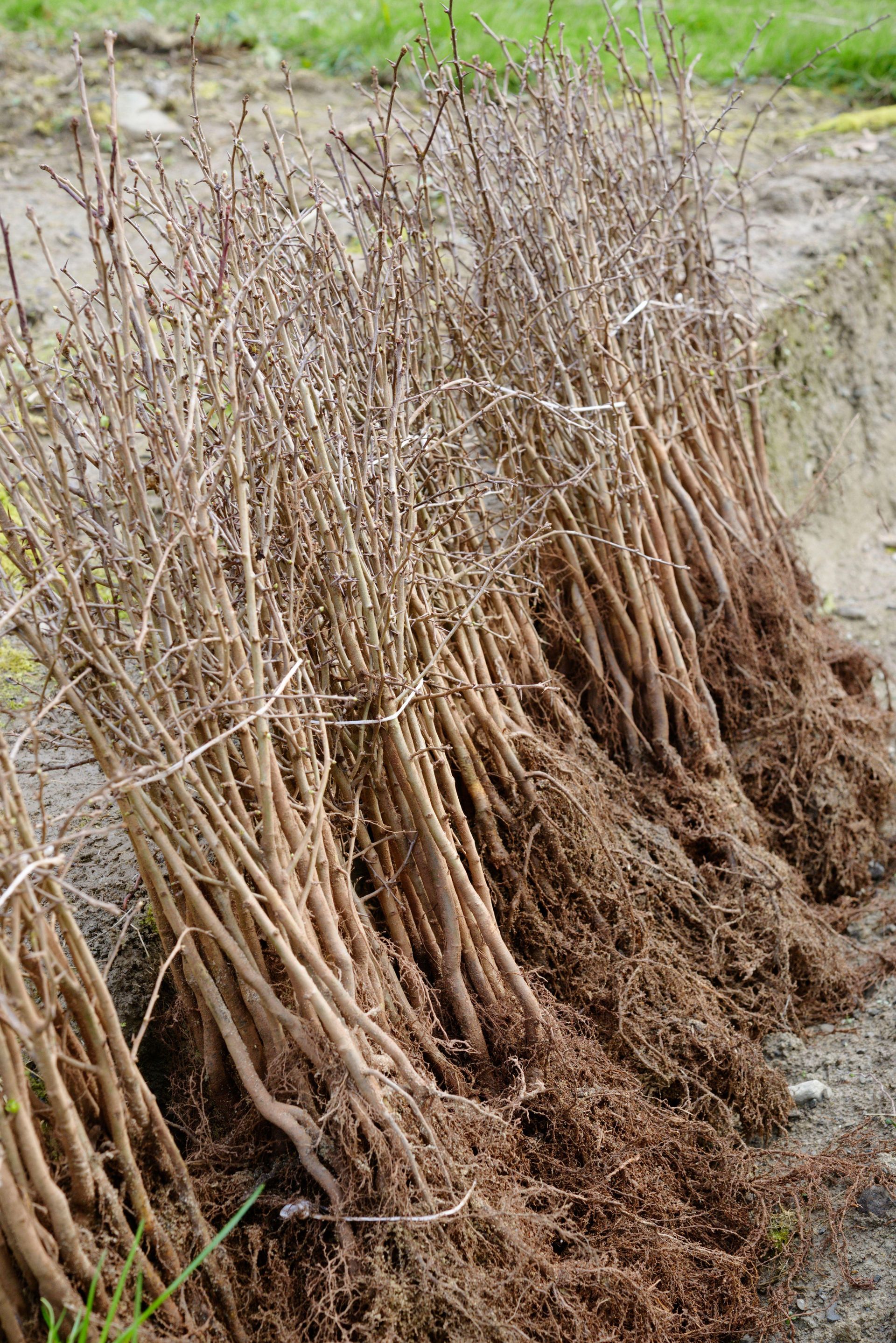 bare root tree versus whip