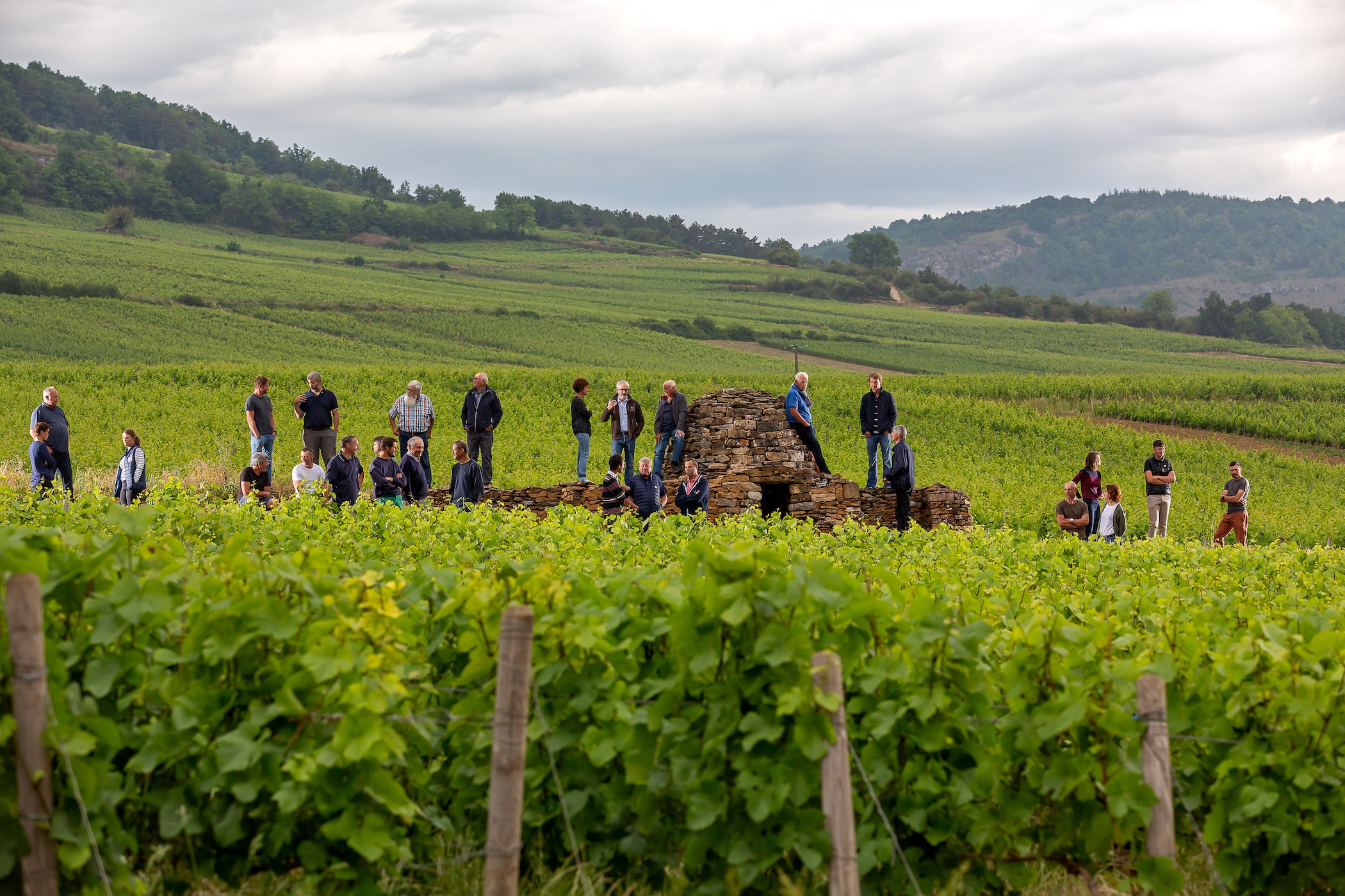 Maranges producers together in a vineyard