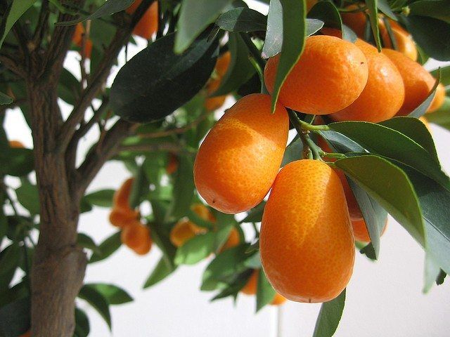 kumquats