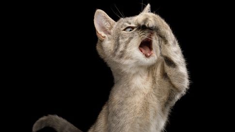 My cat is smelly – what can I do? | PetsRadar