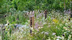 wildlife garden ideas and nectar rich plants to include in a design for RHS Hampton Court by Jo Thompson