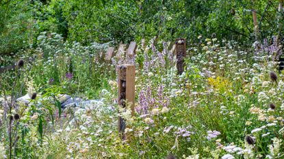 wildlife garden ideas and nectar rich plants to include in a design for RHS Hampton Court by Jo Thompson