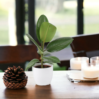 rubber plant on dining table with decorative pine cone