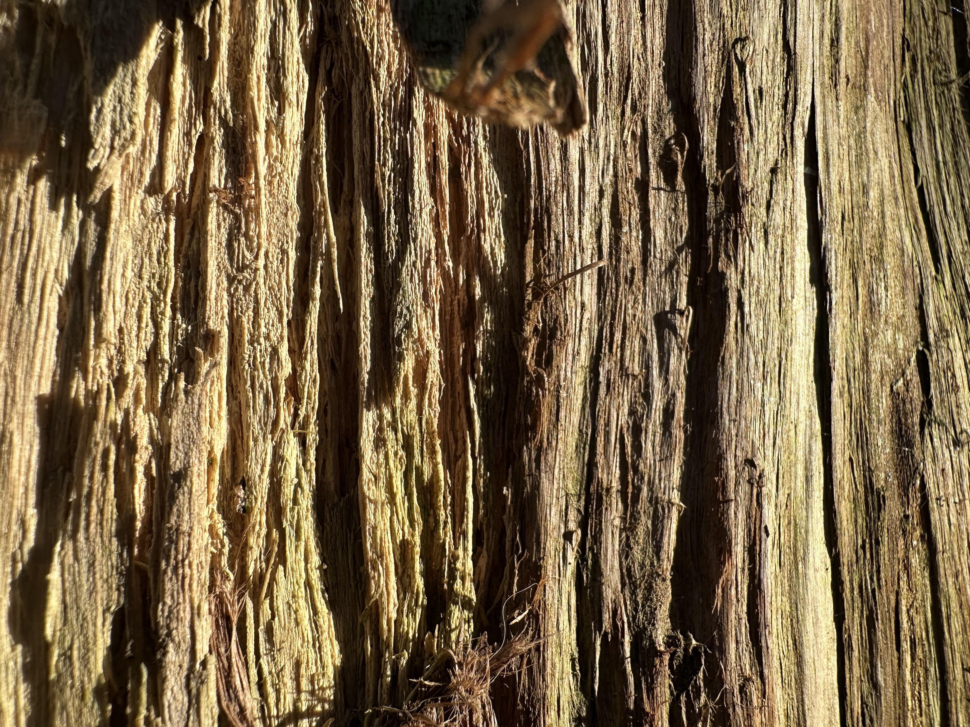 A close up macro photo of tree bark.