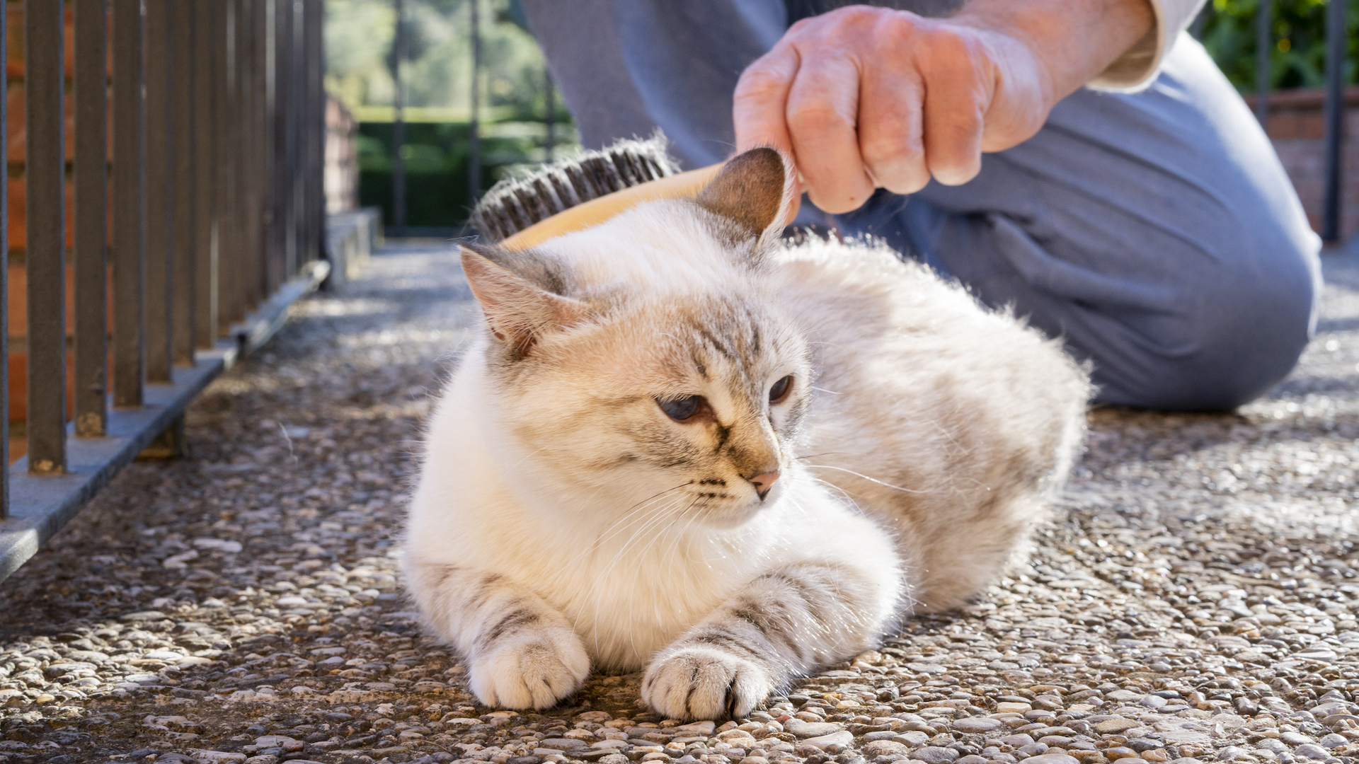 Cat being brushed