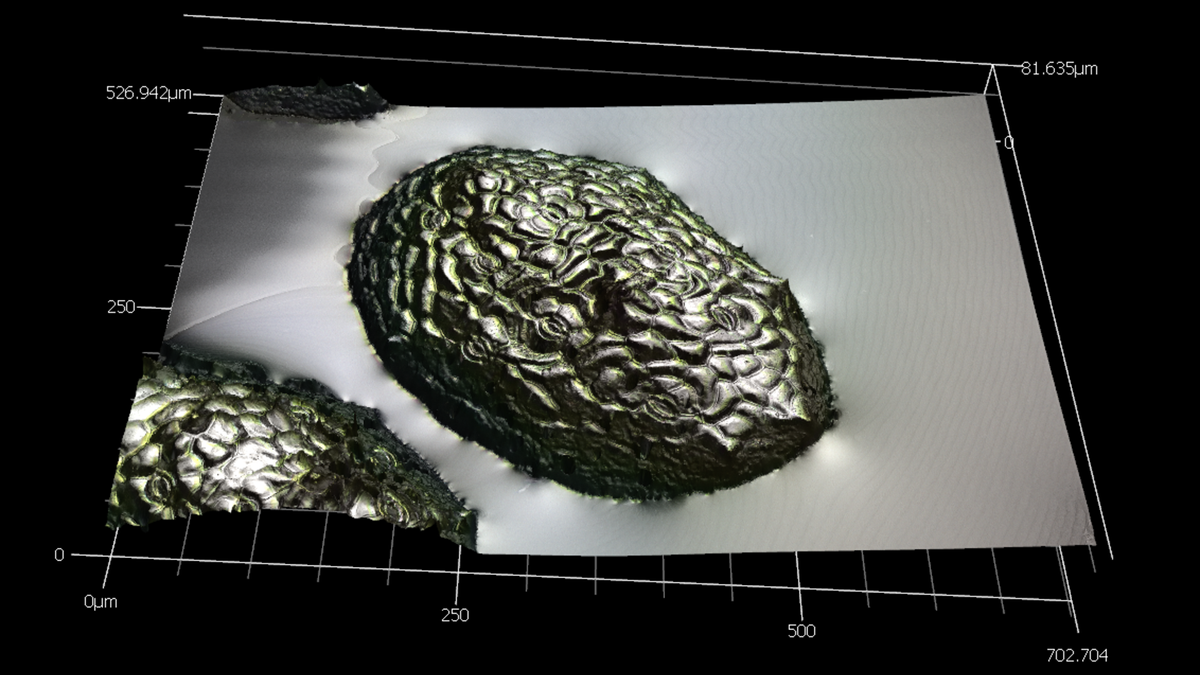 An extreme close-up view of a watermeal plant after exposure to hypergravity. It looks like a blob with striations.