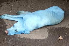 blue dog