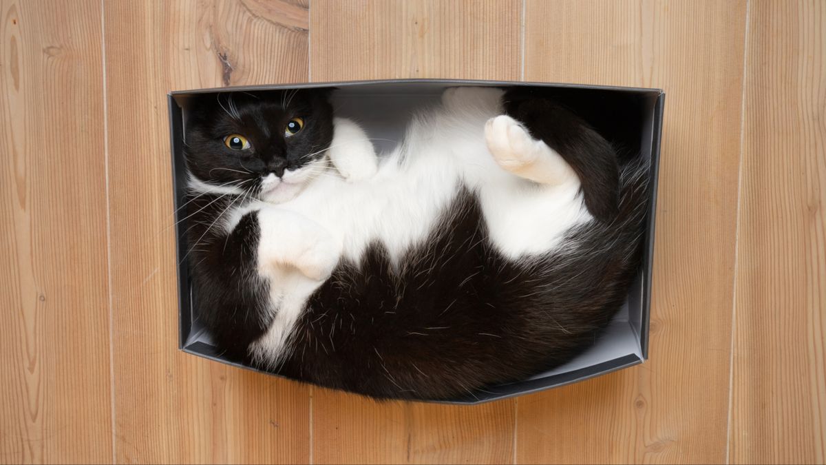 Black and white cat squeezed into small box