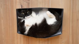 Black and white cat squeezed into small box