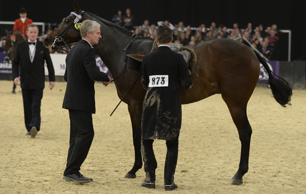HOYS 13 10 2013 SUPREME HORSE OF THE YEAR CHAMPIONSHIP