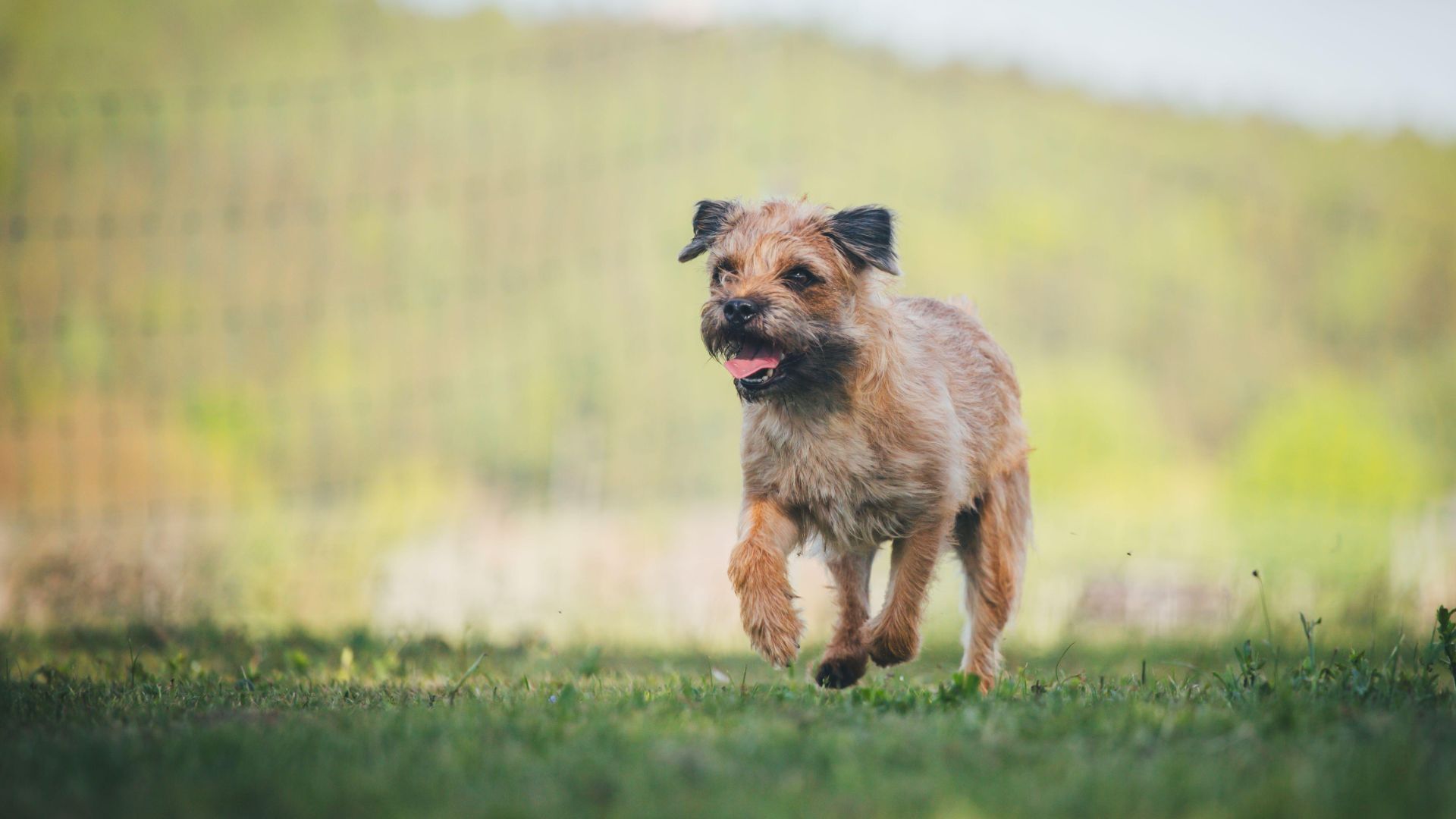 Border Terrier running in field