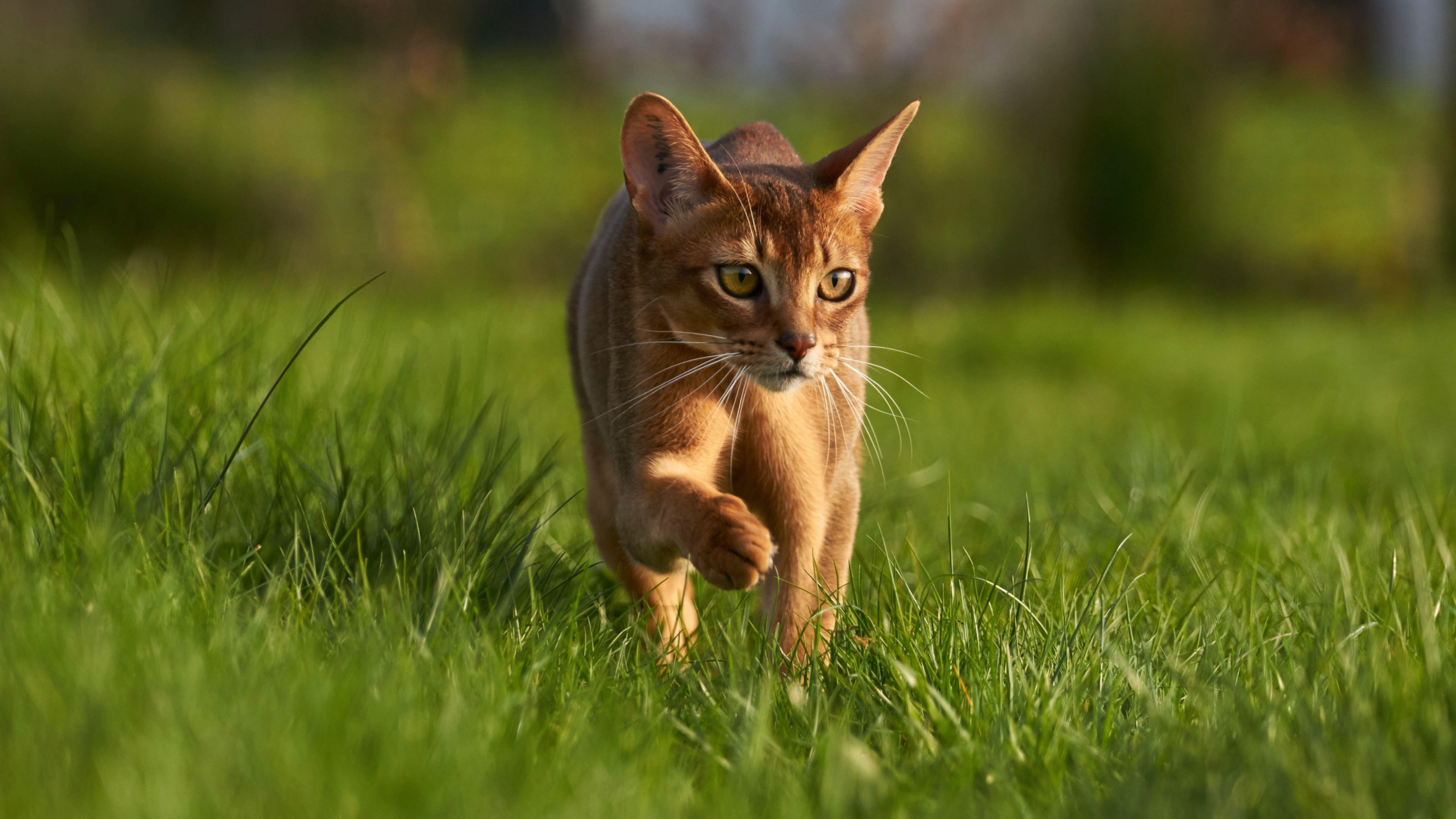 Abyssinian cat walking through grass