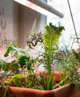 Oriental mustards growing indoors under a grow ligh