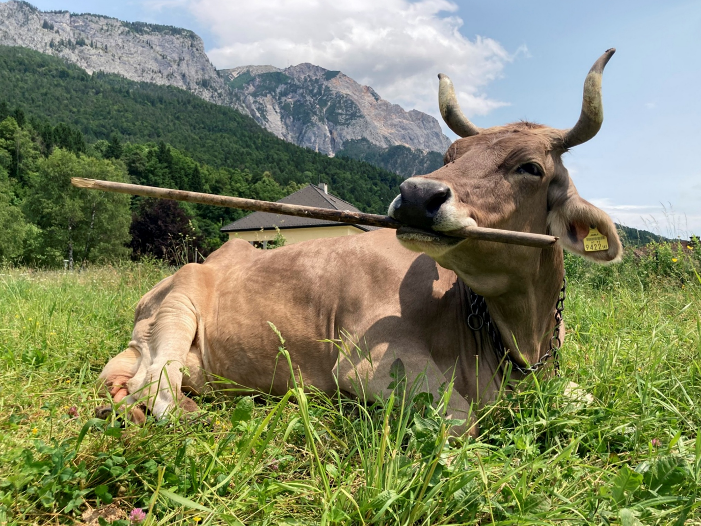 Cow, Veronika using the broom with the bakery as background