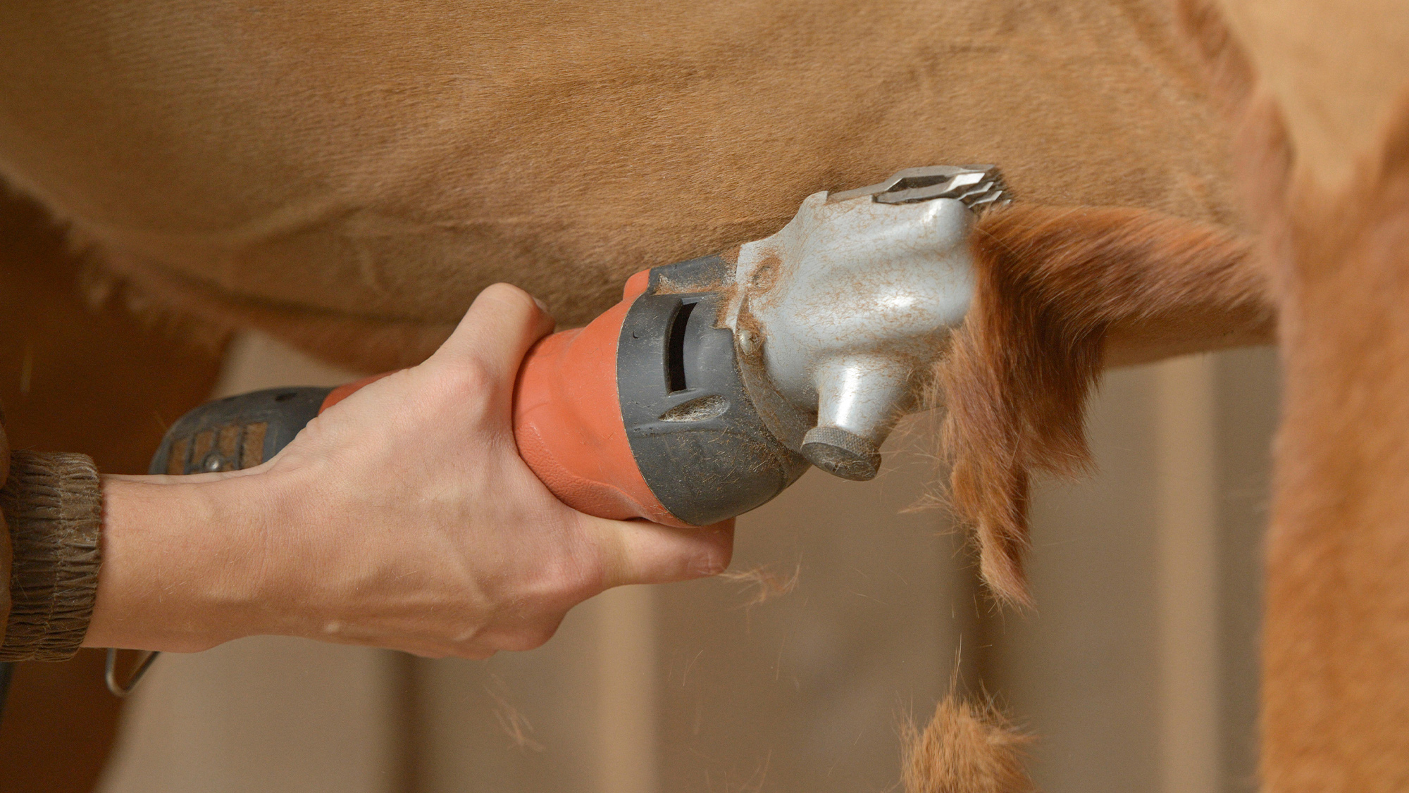 Close of person&rsquo;s hand clipping a chestnut horse&rsquo;s belly