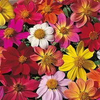 Mixed dahlia seeds at Thompson &amp; Morgan