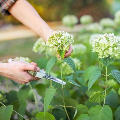 Woman's hands deadheading hydrangea