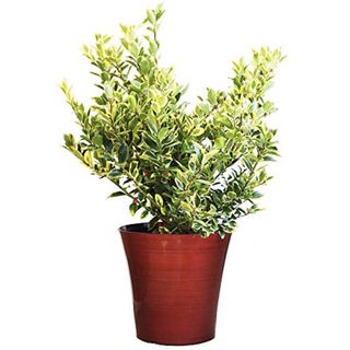 Honey Maid Holly in red holiday pot