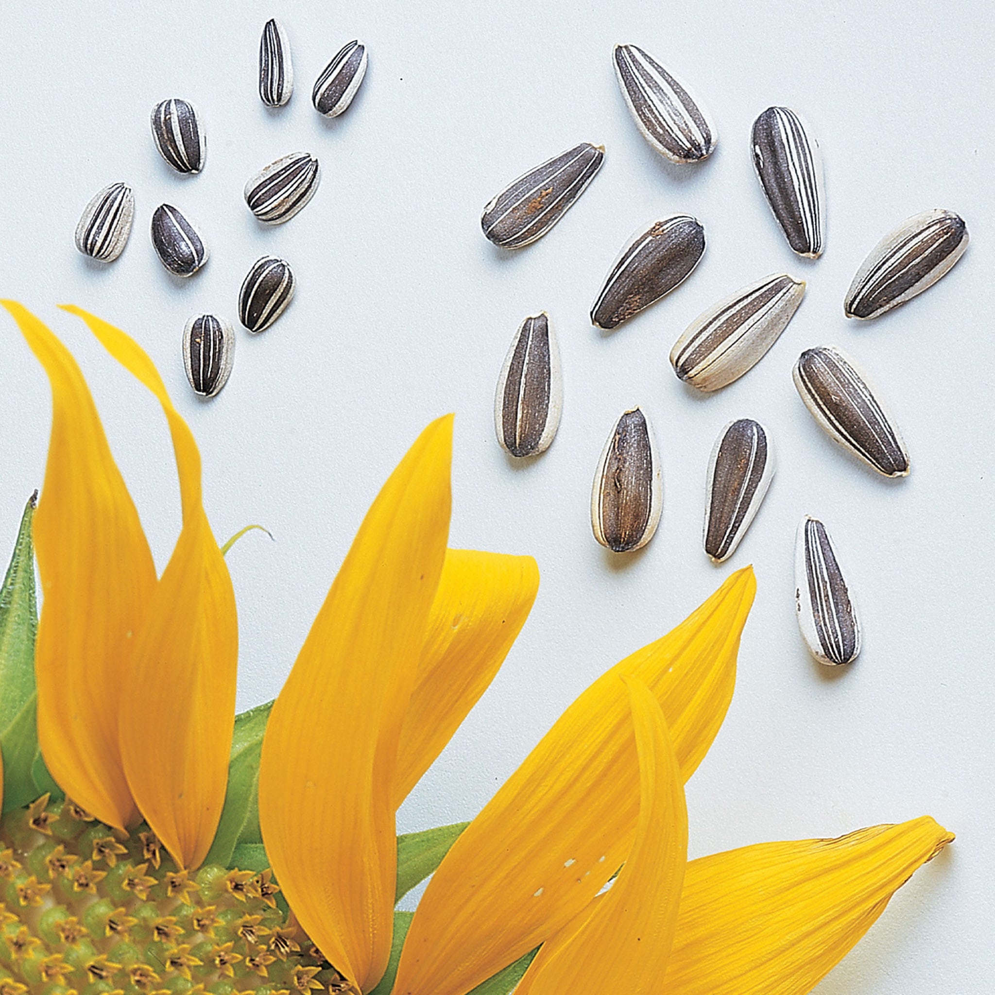 Super Snack Mix Sunflower Seeds