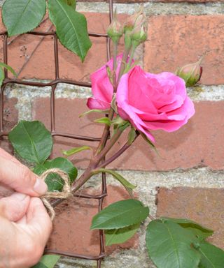 Tying a climbing pink 'Gertrude Jeykll' rose