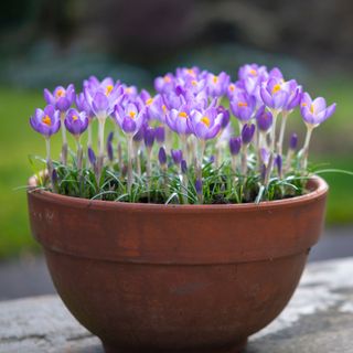 Purple crocus flowers growing in terracotta pot in garden