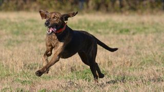 Plott hound