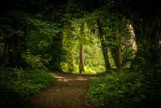 Trees forming an archway in a forest